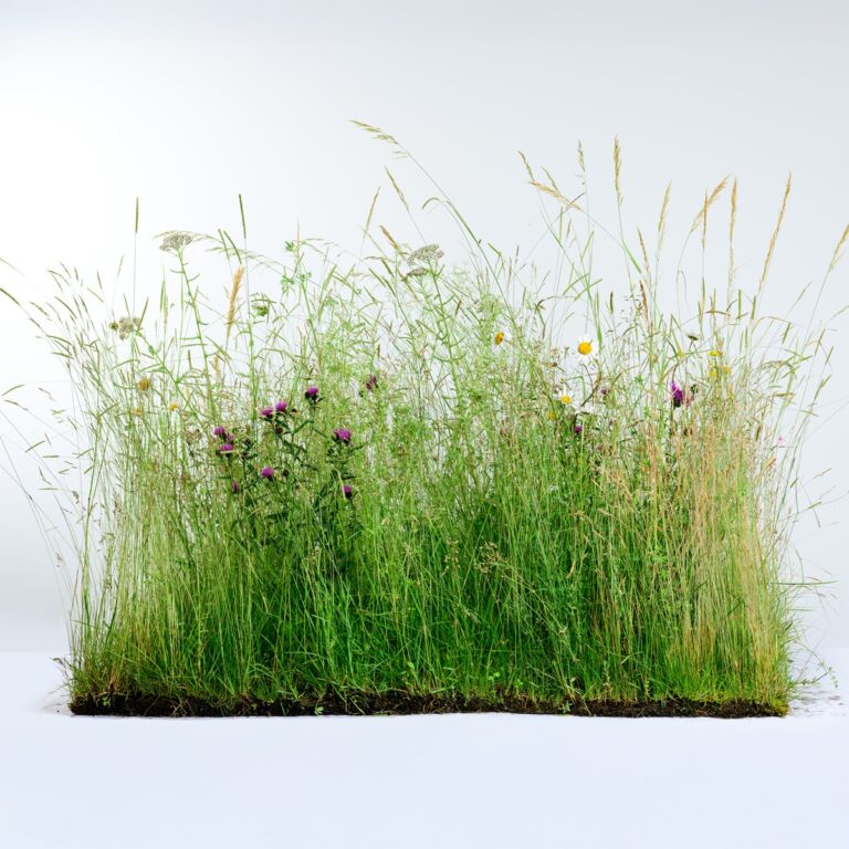 5060094342016 1 Wildflower Turf SuDS Turf 30 m2.jpg